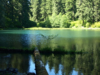 log leads out to the lake