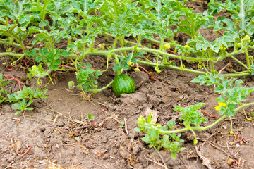 green tomato plants