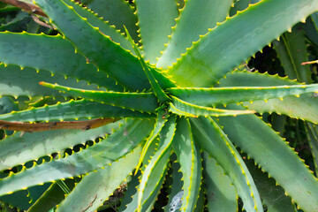 blue agave plant with green leave. ready to make tequila. 