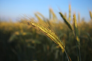 A ripe spike of rye is illuminated by the evening sunlight.