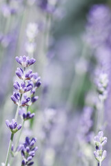 Soft focus on beautiful lavender flowers in summer garden