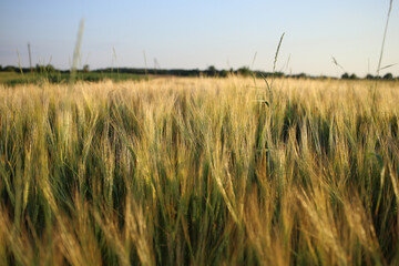 Ripe golden spikelets of barley in the field.