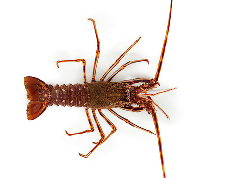 Lobster isolated on white background