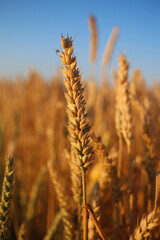 A golden spike of ripe wheat is illuminated by the evening sun.