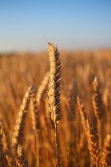 A rich harvest of wheat, a golden ear in the evening field.