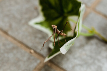 a narrow winged mantis looking very intense and beautiful. the color of the mantid is bronn and green. this is a wild caught praying mantis and was found in japan. it is a very beautiful insect