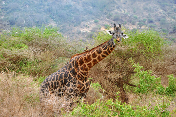 The Masai giraffe (Giraffa camelopardalis tippelskirchii) eating leaves and hiding in green bushes of Ngorongoro national park in Tanzania, Africa
