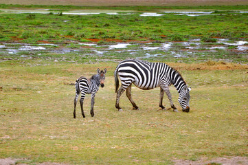 Fototapeta na wymiar Zebra foal grazing with its mother in savannah, Amboseli National Park, Kenya