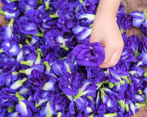 Blue butterfly pea flower or Clitoria ternatea in asian girl child hands top view background