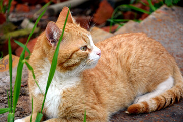 The red cat lies and looks away.