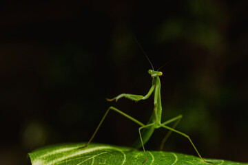 a narrow winged mantis looking very intense and beautiful. the color of the mantid is bronn and green. this is a wild caught praying mantis and was found in japan. it is a very beautiful insect
