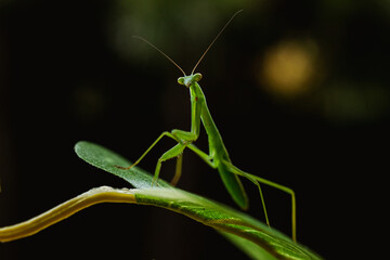 a narrow winged mantis looking very intense and beautiful. the color of the mantid is bronn and green. this is a wild caught praying mantis and was found in japan. it is a very beautiful insect