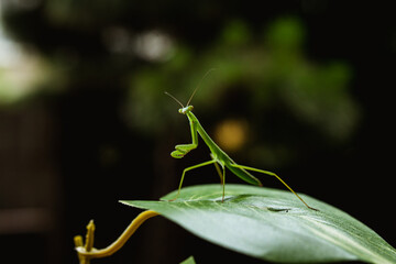 a narrow winged mantis looking very intense and beautiful. the color of the mantid is bronn and green. this is a wild caught praying mantis and was found in japan. it is a very beautiful insect