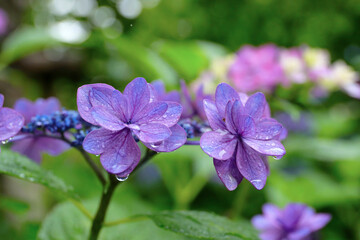 雨の紫陽花