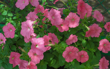 Colorful and bright blooming Petunia flowers (Petunia hybrida). Flowers for hanging planters. Garden flowers. Gardening. Beautiful flowers in summer. Floriculture