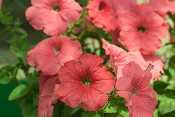 Colorful and bright blooming Petunia flowers (Petunia hybrida). Flowers for hanging planters. Garden flowers. Gardening. Beautiful flowers in summer. Floriculture
