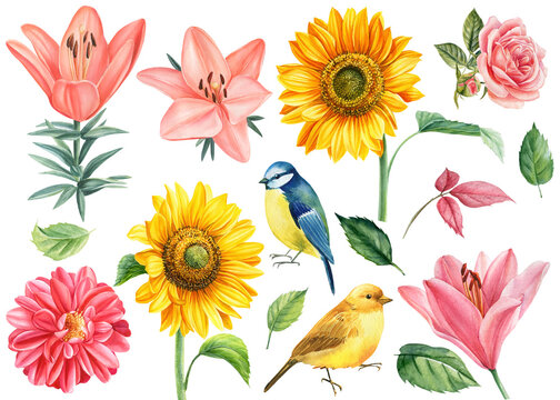 Set of flowers rose, dahlia, sunflowers, lily and birds titmouse, canary, white background, watercolor illustration
