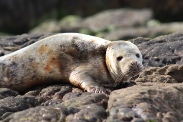 Seal pup 
