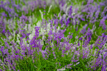 Lavender flowers close up on a green background