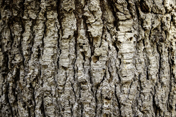 Obraz premium Tree bark texture