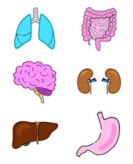 vector set of human organs