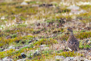Male rock ptarmigan (Lagopus muta) in summer plumage, in tundra-like vegetation in Iceland