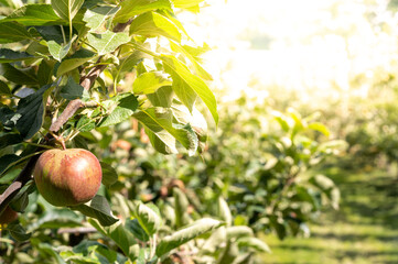 Close up of a apple tree near Jork, Germany.