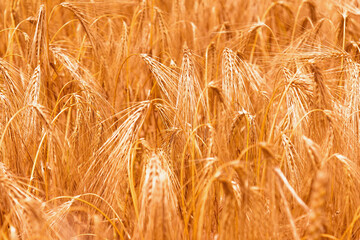 Wheat field in sunlight. Industrie, food, agriculture concept. Horizontal image.