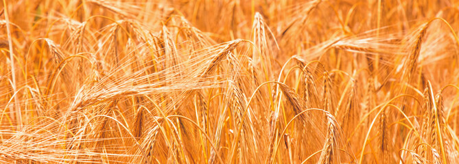 Golden grass background in the rays of the summer's morning sun. Horizontal image.