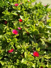 Beautiful flowers of Mesembriantemum cordifolia in a summer close-up.