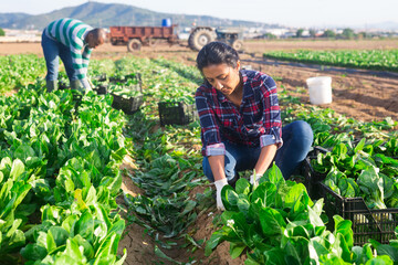 Portrait of young adult latino female worker harvesting green leafy vegetables on field
