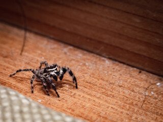tiny little spider living in the house