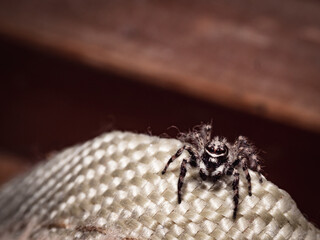 tiny little spider living in the house