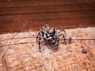 tiny little spider living in the house