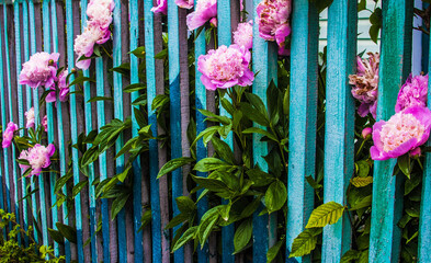 Pink roses on a background old wooden fence