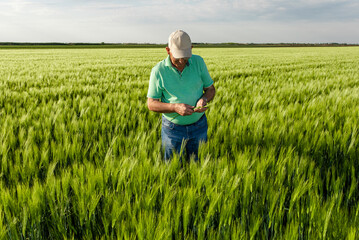 Naklejka na ściany i meble Senior farmer standing in in wheat field examining crop.