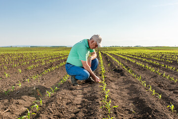 Senior farmer standing in corn field examining crop.