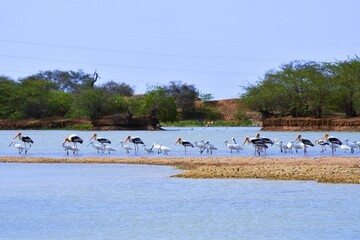 Duck on water scene. Duck water. Duck swim. Ducks swimming water
Duck in the River/Lack at Kutch, Gujarat, India
