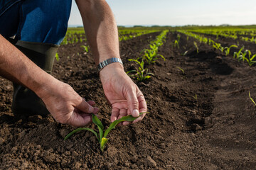 close up of senior farmer hands in corn field examining crop.