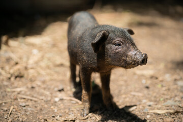 Black Piglet. / Raising pigs in a rural country.