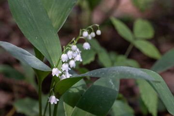 Obraz premium White lily-of-the-valley, May bells, Our Lady's tears, Convallaria majalis, flowers among green leaves.