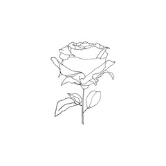 Simple and clean hand drawn floral. Sketch style botanical illustration. Great for invitation, greeting card, packages, wrapping, etc. 