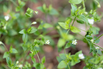 Close-up picture of green plants with small tiny white flowers blossom in spring.