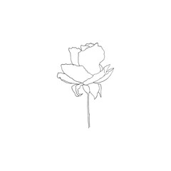 Simple and clean hand drawn floral. Sketch style botanical illustration. Great for invitation, greeting card, packages, wrapping, etc. 