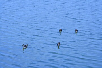 Duck on water scene. Duck water. Duck swim. Ducks swimming water
Duck in the River/Lack at Kutch, Gujarat, India
