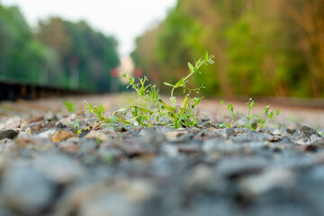 Blurred background with gravel, railroad tracks and sprouts sprouting through the stones.