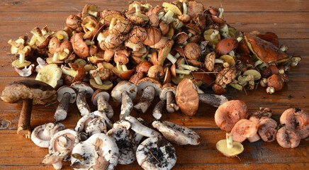 Harvested mushrooms on a wooden table