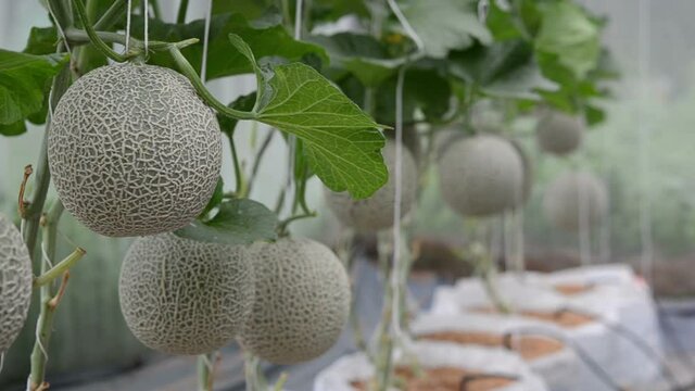 close up of fresh melon in a vegetable garden