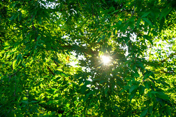 Fototapeta premium Sun rays through branches of green trees in a forest or park