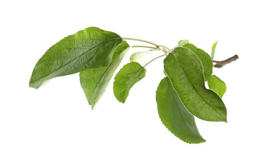 Branch of apple tree with green leaves isolated on white